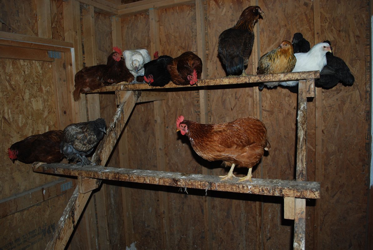 chickens1Roosting