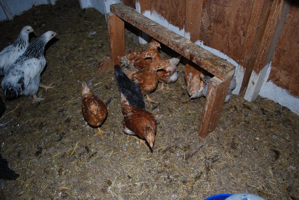 chicks2Mixed01