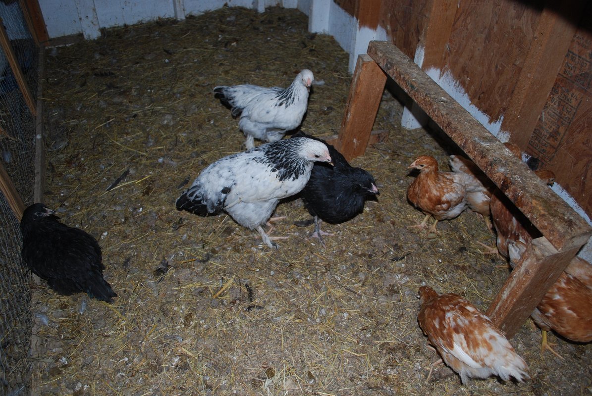 chicks2Mixed2