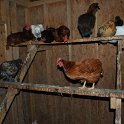 chickens1Roosting