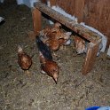 chicks2Mixed01