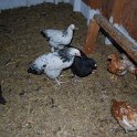 chicks2Mixed2