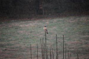 kestral